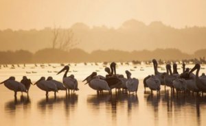 2022年世界濕地日 濕地降低氣候變化的影響