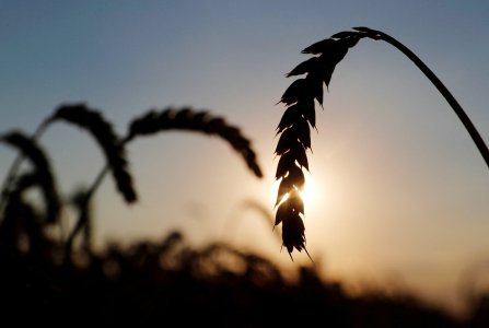 俄烏戰(zhàn)爭(zhēng)可能影響烏克蘭糧食出口