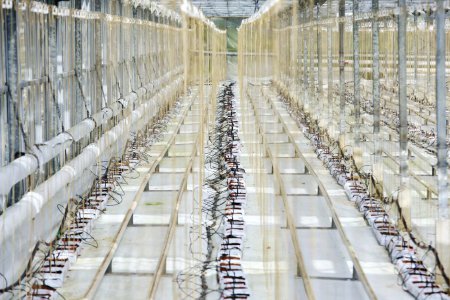 英國黃瓜危機：能源價格飆升使英國種植溫室空置