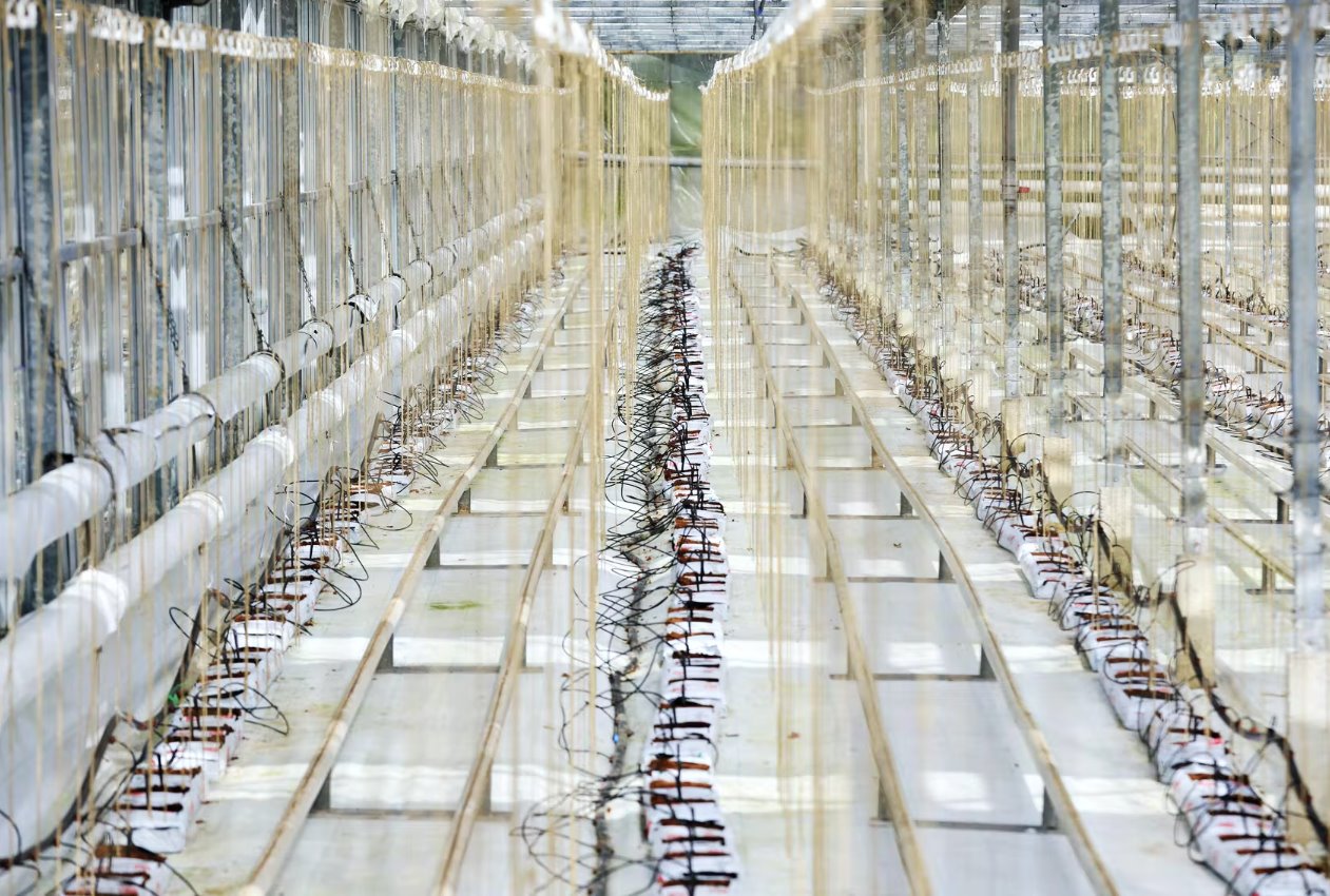 英國(guó)黃瓜危機(jī)：能源價(jià)格飆升使英國(guó)種植溫室空置