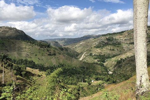 美國(guó)資助的樹木“不太可能在海地生存”