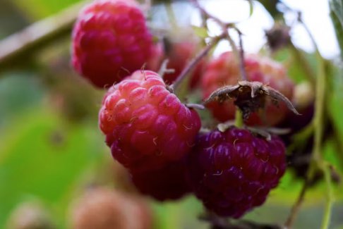 智利調(diào)查在美國召回的甲型肝炎病毒覆盆子