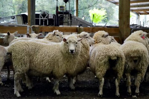 新西蘭宣布改變農(nóng)業(yè)碳排放計(jì)劃以幫助農(nóng)民