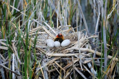 梁萬年:地方未出現(xiàn)大面積重癥死亡
