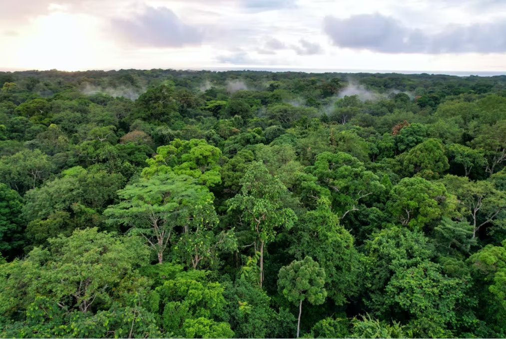 全球二氧化碳清除總量每年達(dá)20億噸