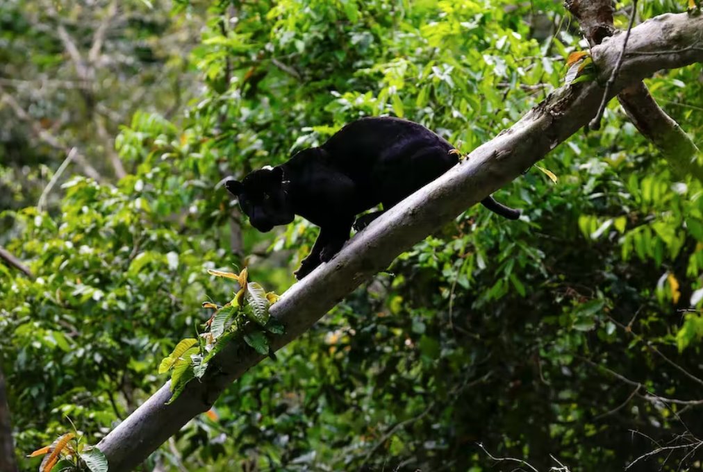 巴西總統(tǒng)盧拉呼吁法國(guó)總統(tǒng)馬克龍出席亞馬遜國(guó)家峰會(huì)
