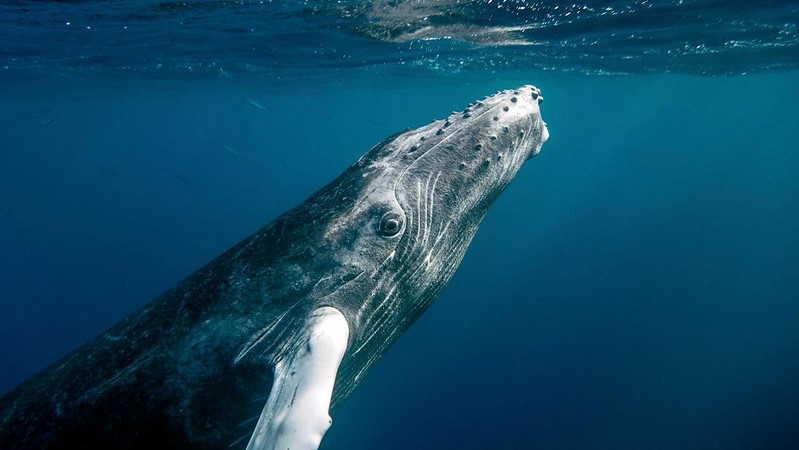 現(xiàn)在是世界海洋保護(hù)的好時(shí)機(jī)