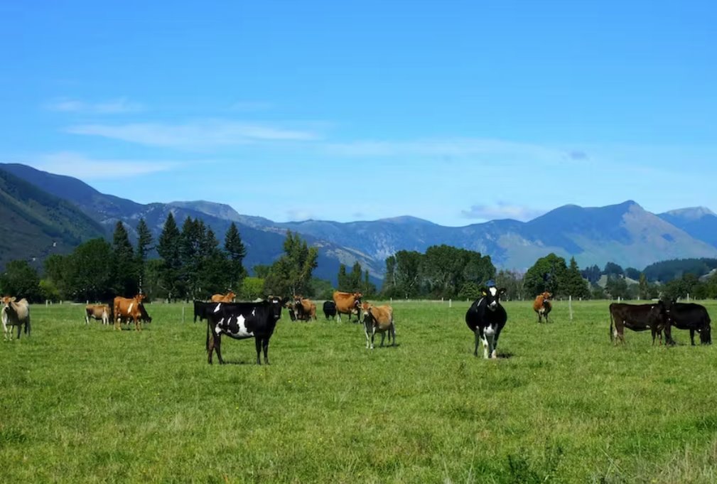 新西蘭動物出口禁令生效后最后一批海運牲畜出口已經(jīng)完成