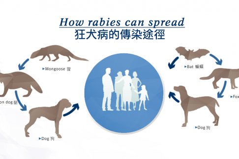 男童被鄰居家狗抓傷確診狂犬病離世