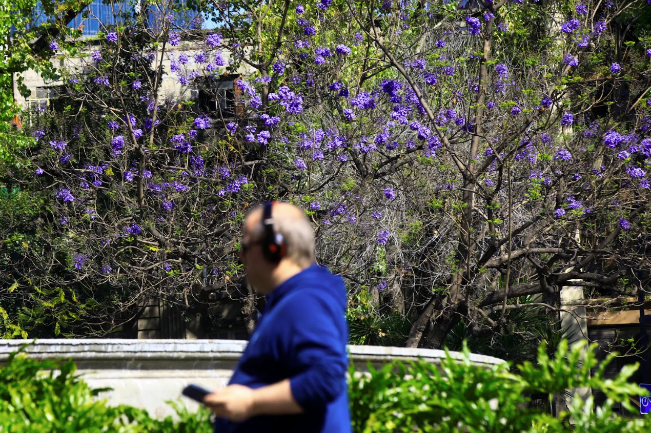 2024年2月19日，一名男子穿過墨西哥城西貝萊斯廣場時經(jīng)過一棵藍花楹樹。