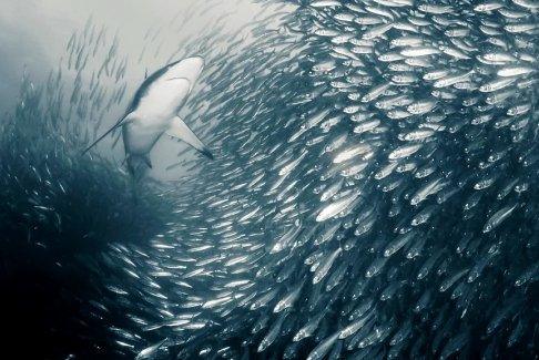 南非的沙丁魚洄游正在發(fā)生變化