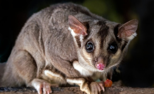 蜜袋鼯最終被抓獲，寵物主人也因違反規(guī)定被捕。