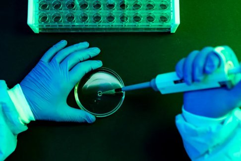 登革熱：科學家命名病毒