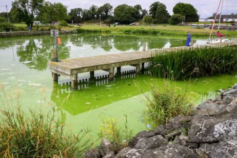 英國最大湖泊內(nèi)伊湖因有毒藍藻滋生而變死湖