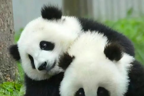 最后2只旅日大熊貓即將回國