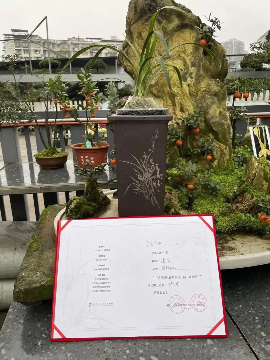 200萬一盆 &ldquo;天價(jià)蘭花&rdquo;誰在買