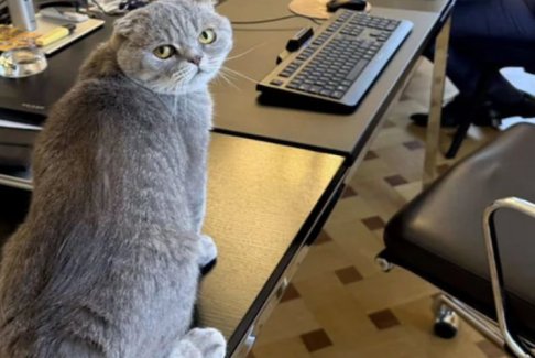 比利時首相也養(yǎng)了一只貓“馬克西姆斯”