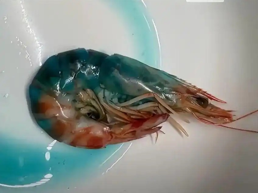 蝦煮熟&ldquo;藍(lán)得嚇人&rdquo;？盒馬：可正常食用